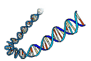 structure en hlice de la molcule d'ADN