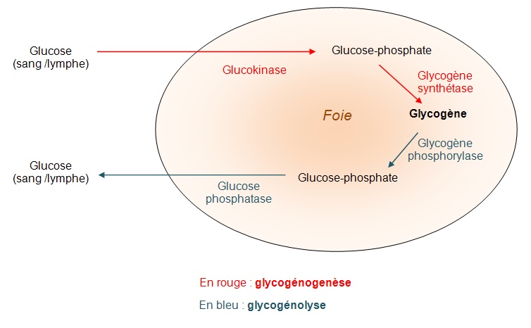 Synthèse et dégradation du glycogène dans les cellules hépatiques