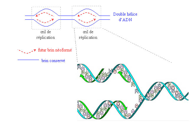 La rplication de l'ADN
